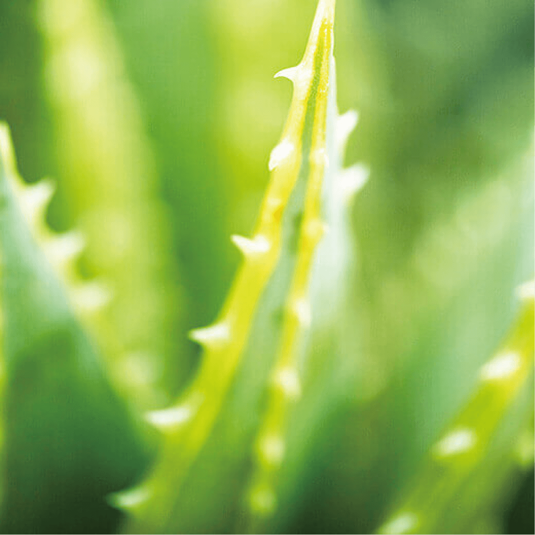 アロエベラのチカラ