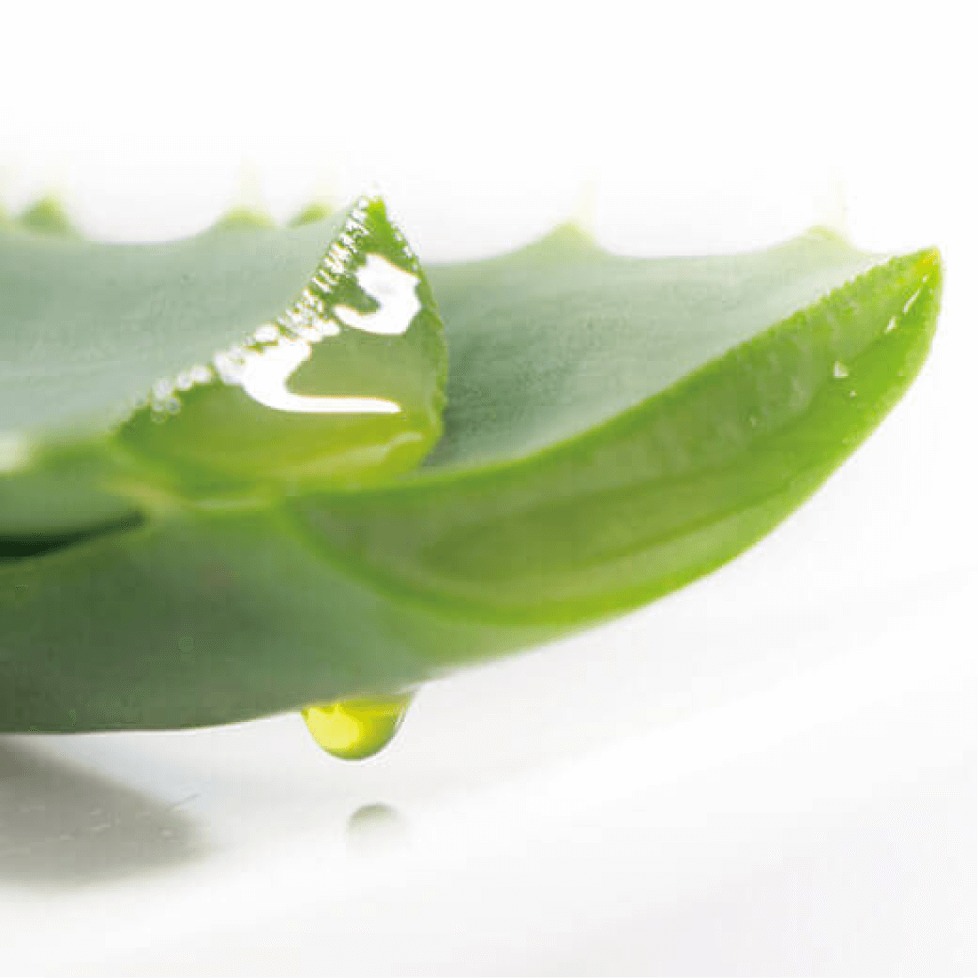 アロエベラのヒミツ
